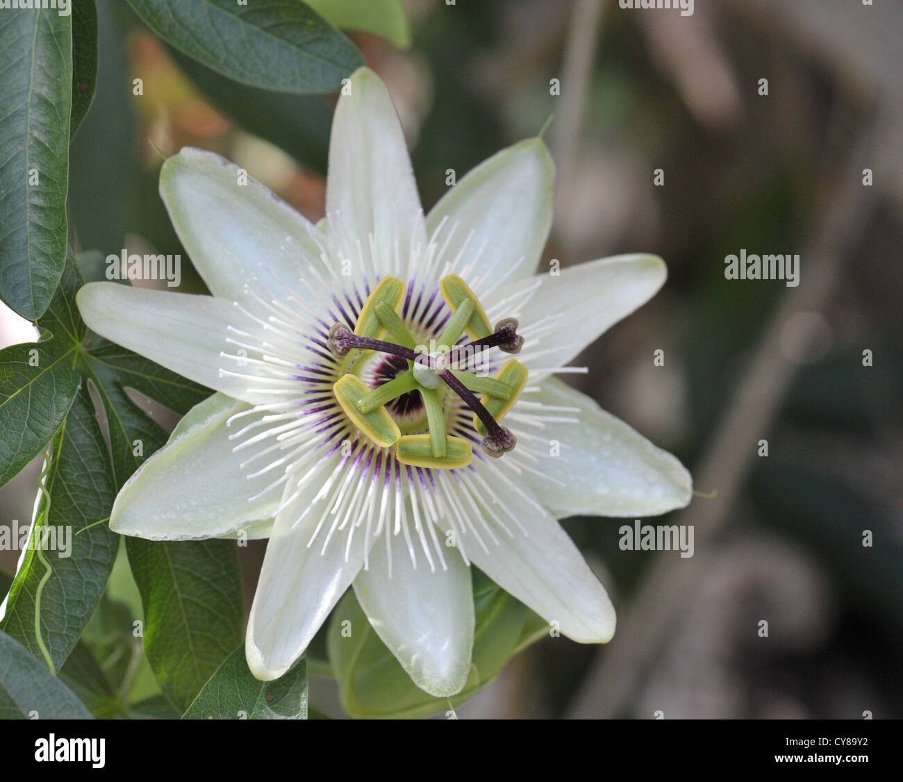 Passiflora (passion flower) is an evergreen climber with exotic looking flowers Stock Photo