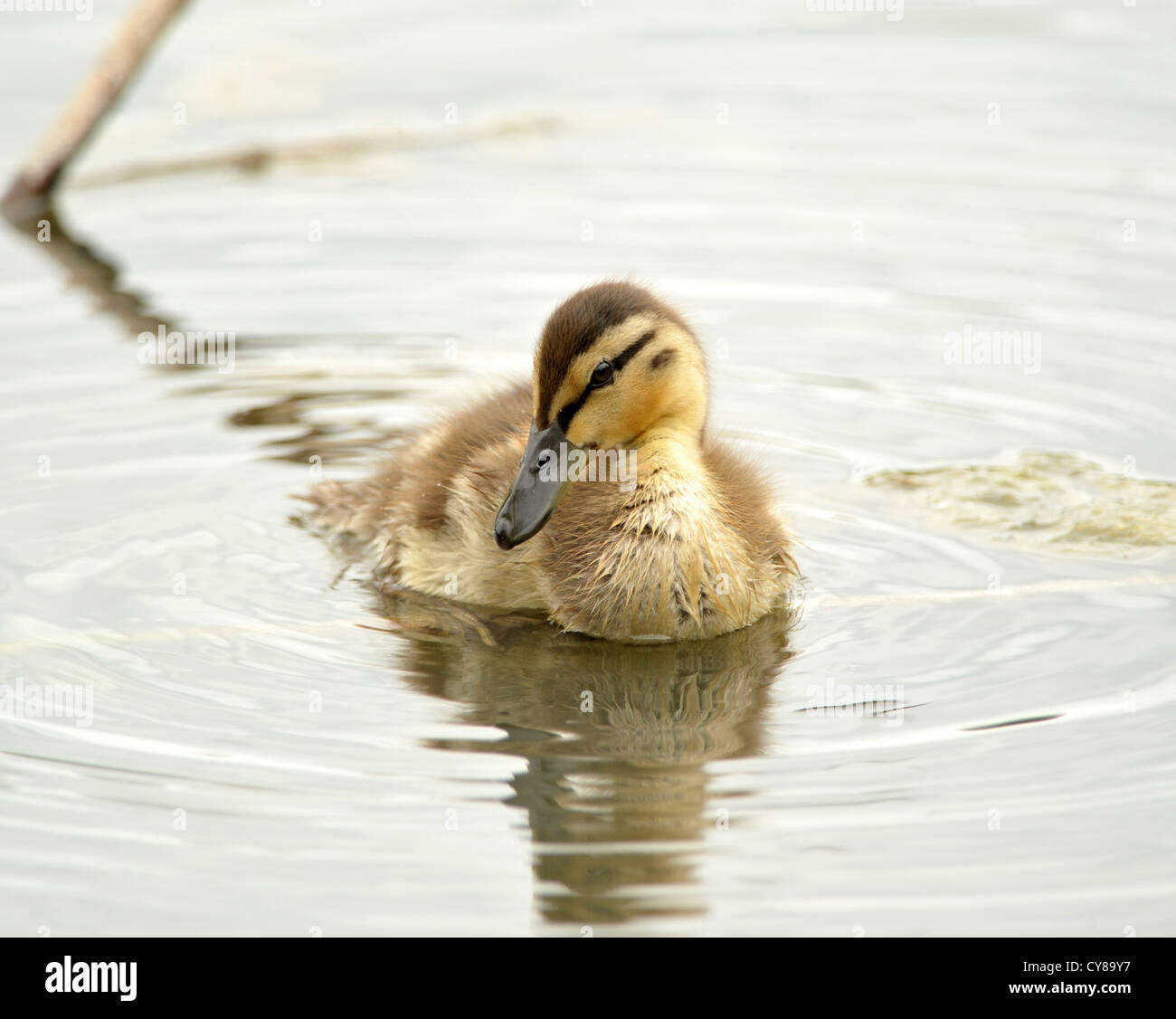 a close up of a baby Mallard duckling swimming towards the camera with a shy expression Stock Photo