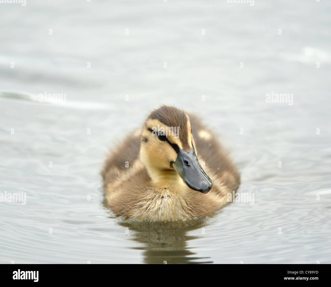 a close up of a baby Mallard duckling swimming Stock Photo