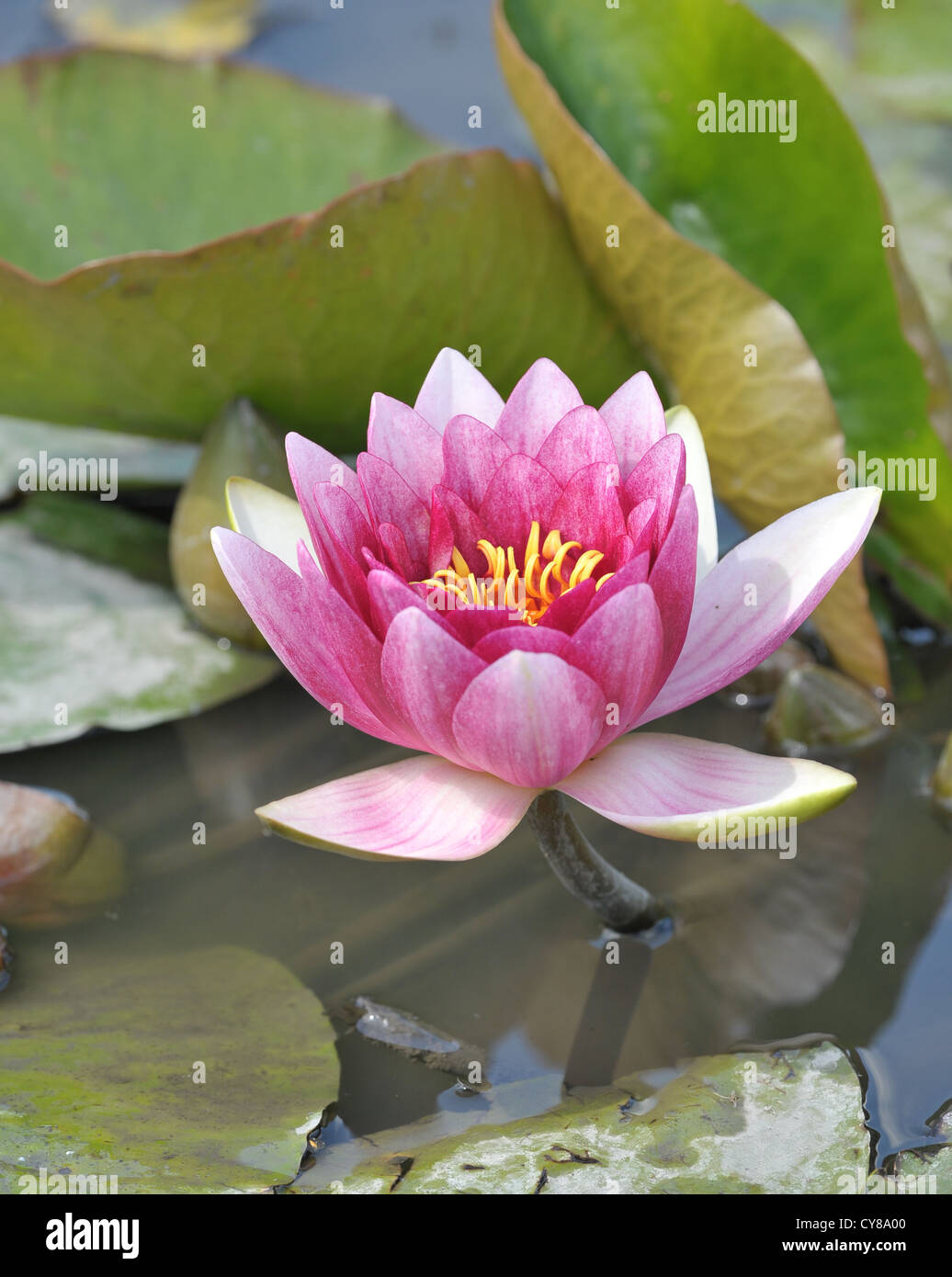 Nymphaea /nɪmˈfiːə/ (water lily) is a genus of hardy and tender aquatic plants in the family Nymphaeaceae. water lily Stock Photo