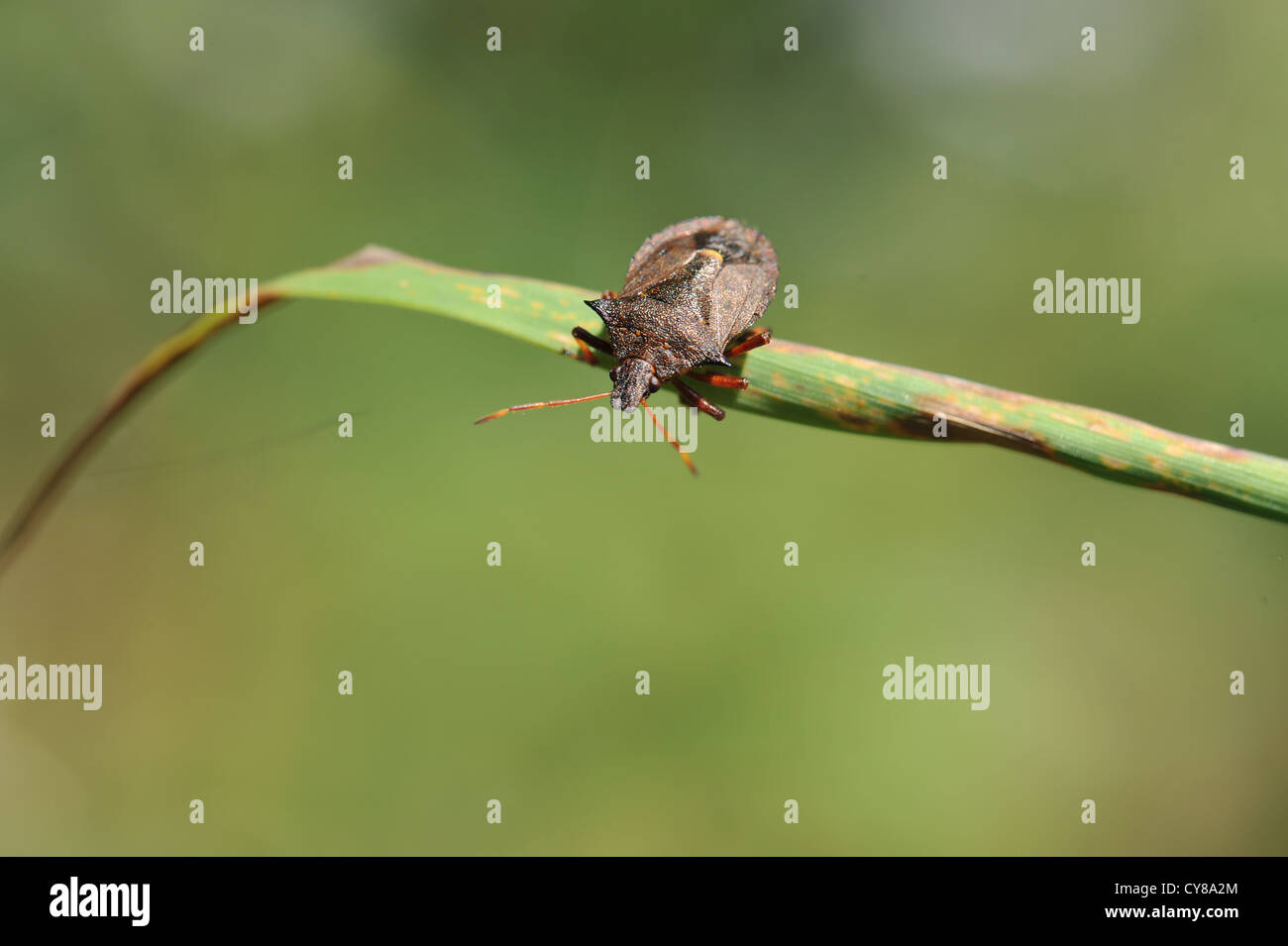 shield bug Pentatomoidea is a superfamily of insects in the Heteroptera suborder Stock Photo