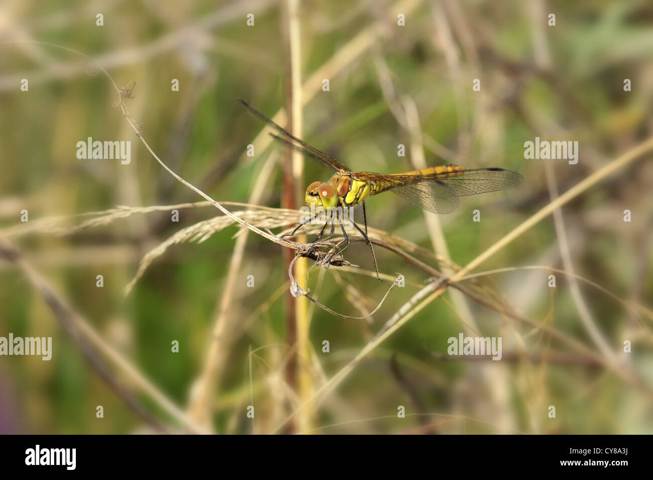 a close up of a yellow and brown dragonfly on a branch Stock Photo