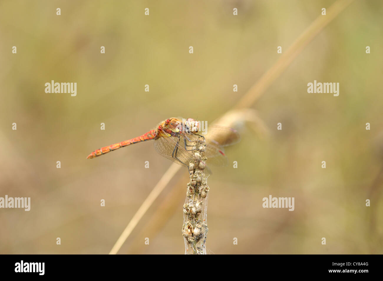 The Common Darter (Sympetrum striolatum) is a dragonfly of the family Libellulidae Stock Photo