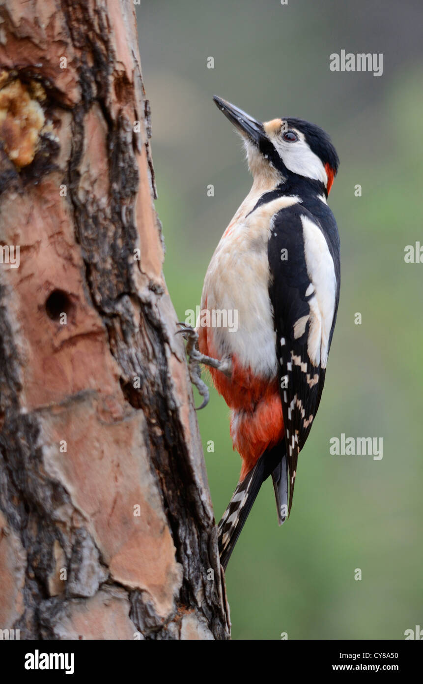Great Spotted Woodpecker, Dendrocopos major, Spain. Stock Photo