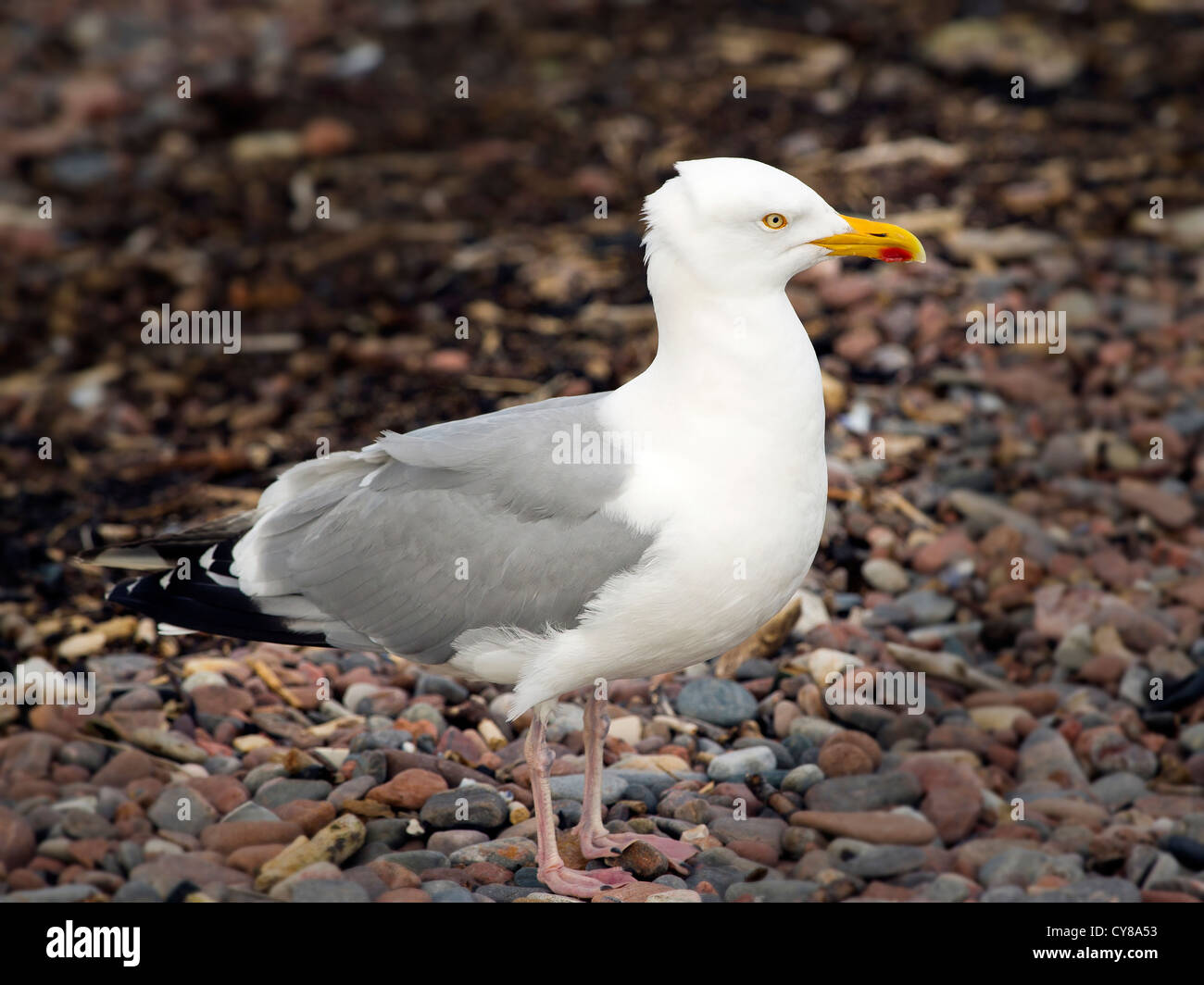 Gulls are typically medium to large birds, usually grey or white, often with black markings on the head or wings. Stock Photo