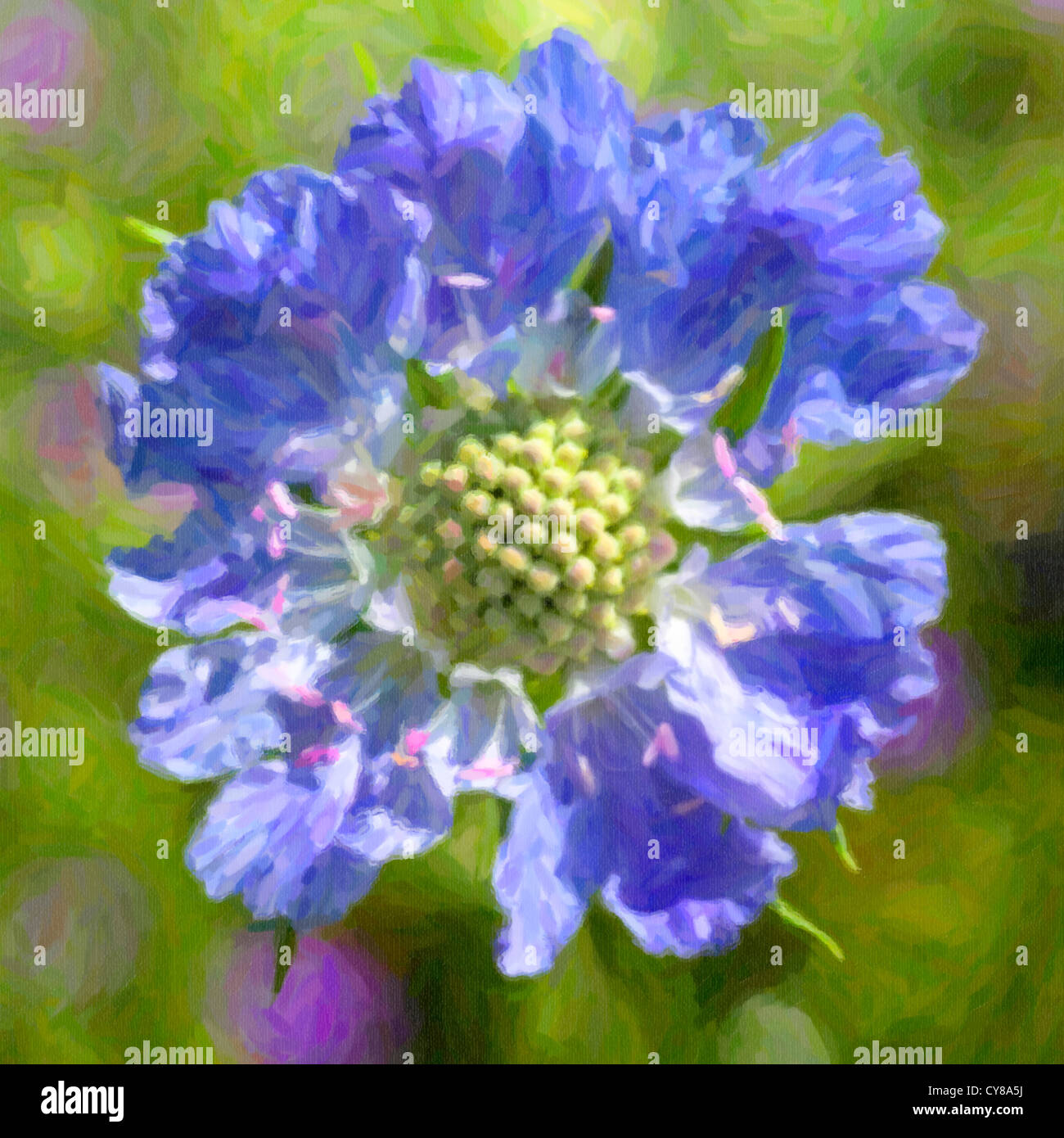 Pincushion flower hires stock photography and images Alamy