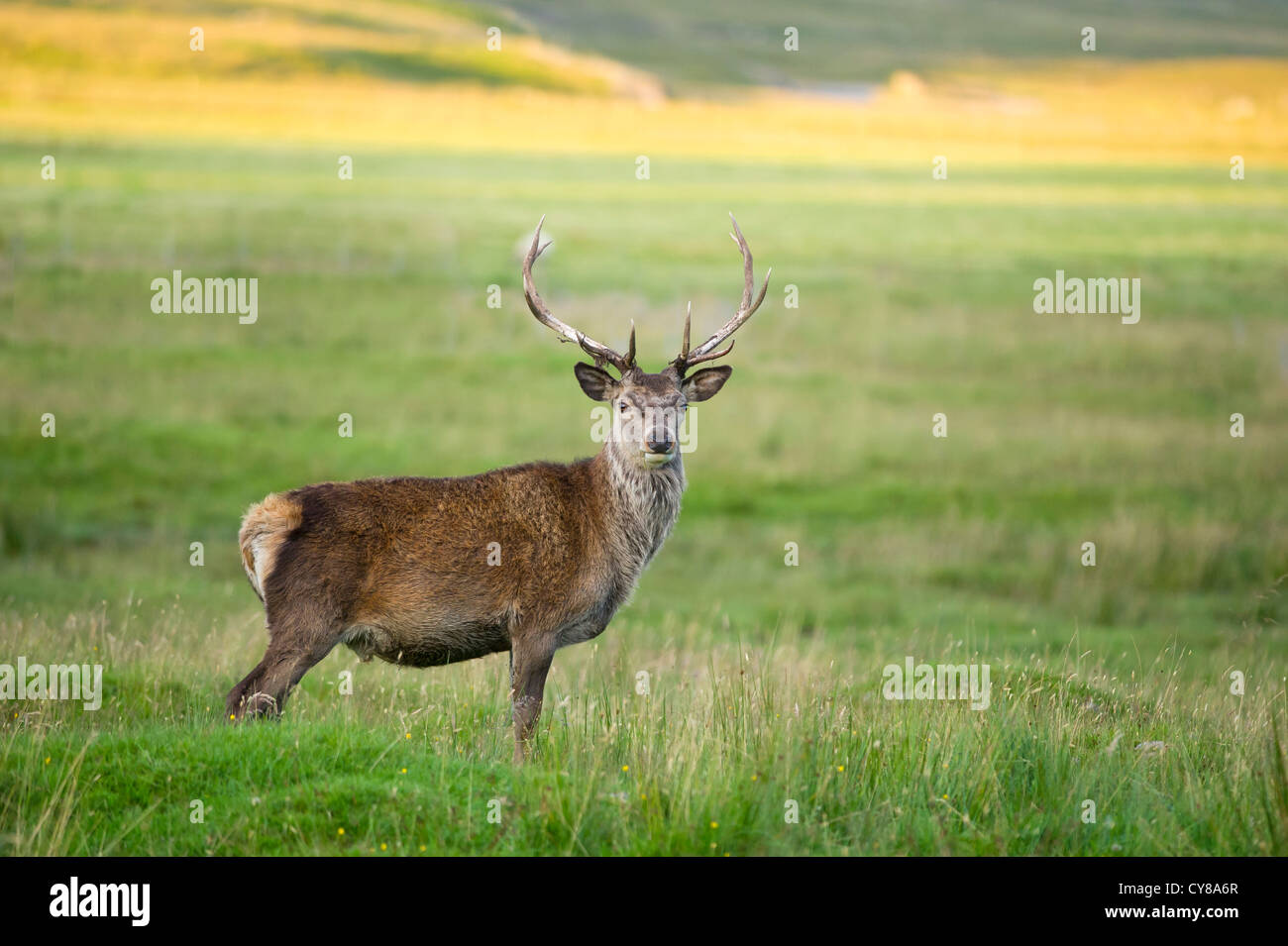 A red deer stag on open moorland  near the spay dam in the Scottish highlands Stock Photo