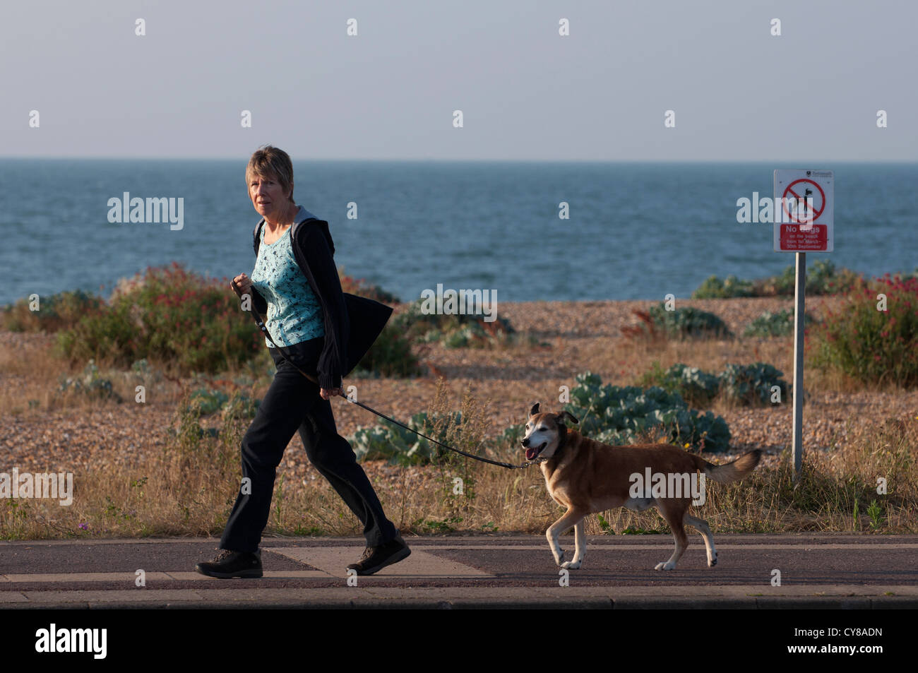 A model released image of a dog walker. Image taken at Southsea, Portsmouth on 11 th August 2012 Stock Photo