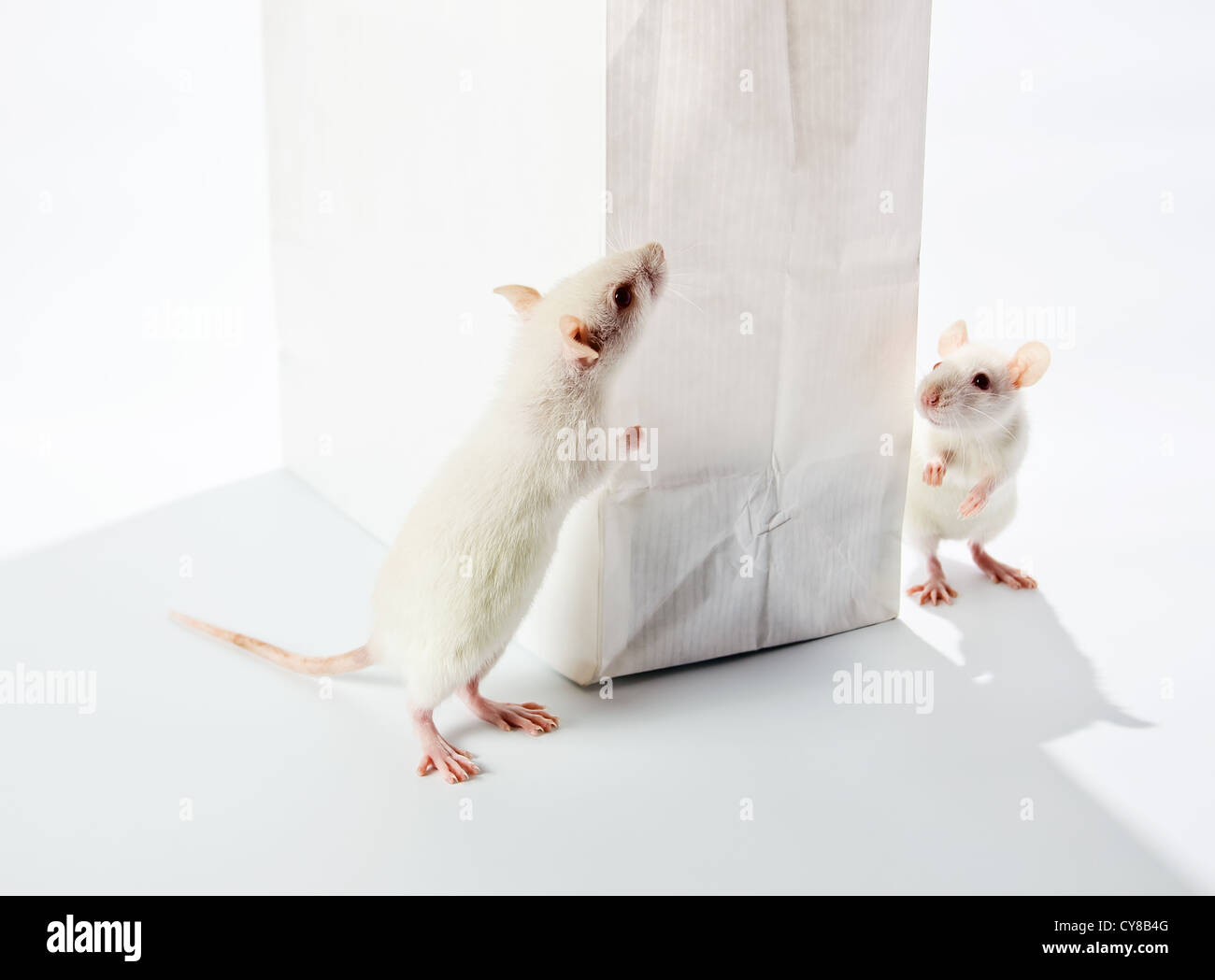 cute white rats examine a white bag Stock Photo