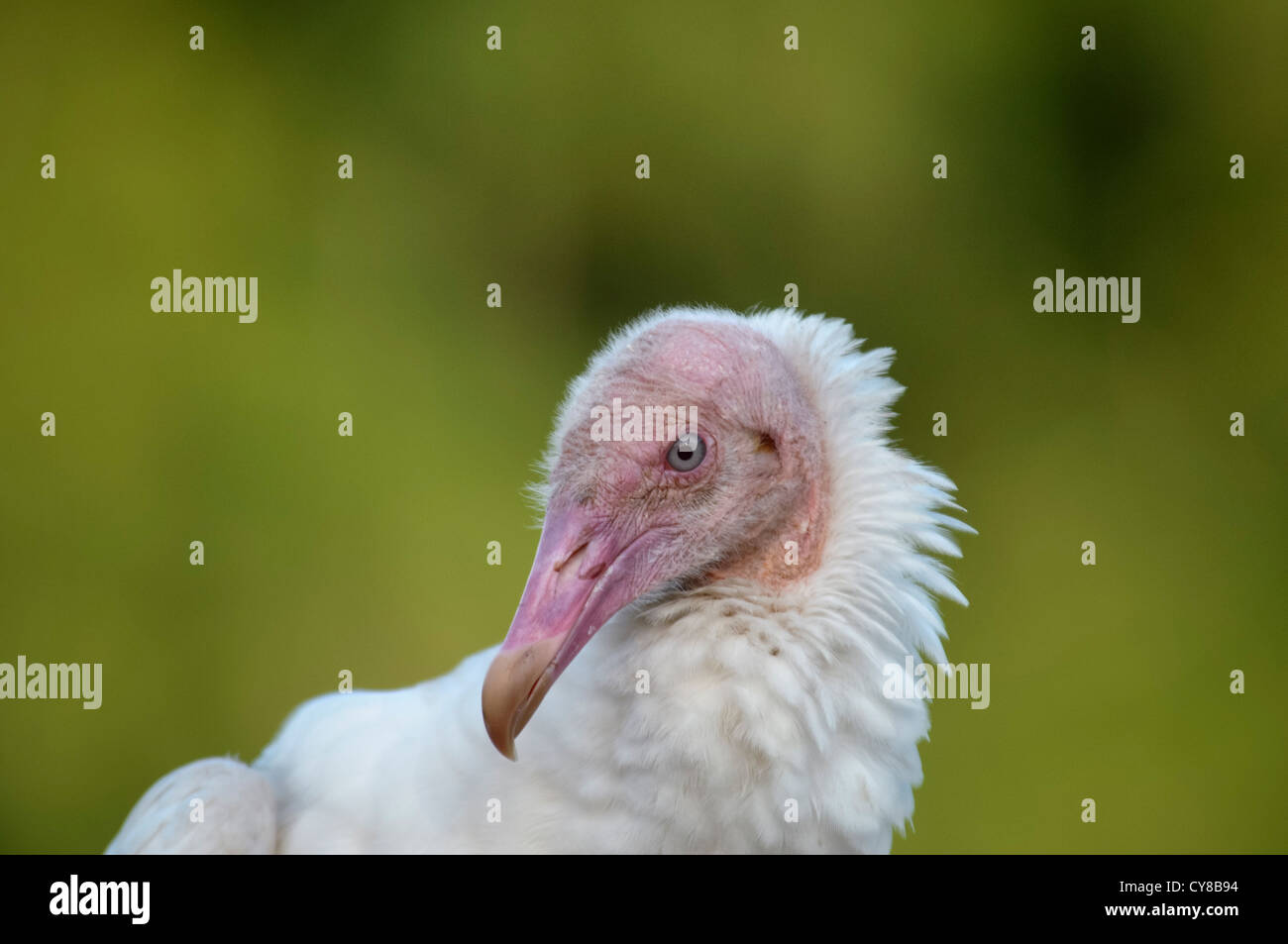 An albino vulture on the Haines Creek River in Lake County Leesburg, Florida USA Stock Photo