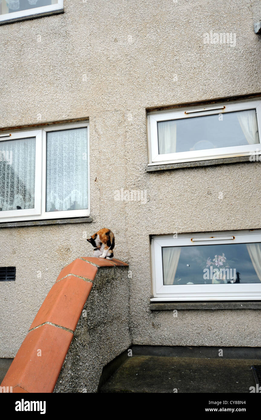 a cat grooming in front of the house, Glan-y-Mor, near the seaside, Aberaeron,  Ceredigion, Wales, UK Stock Photo