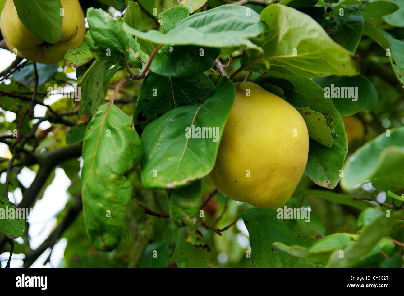 Quince fruits on a tree. Stock Photo