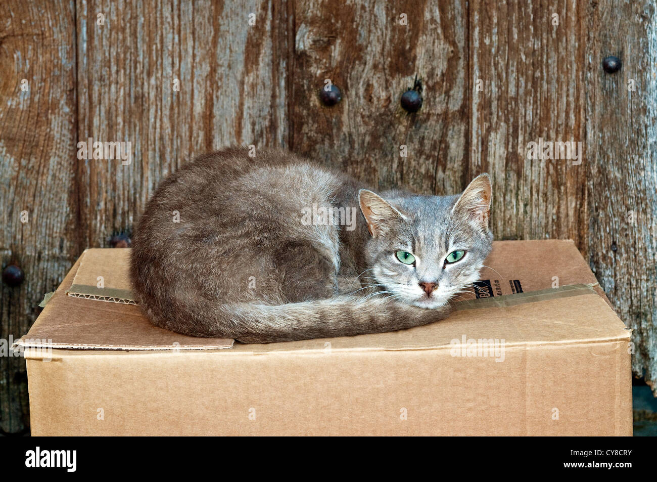Cat sleeping on cardboard box - France. Stock Photo