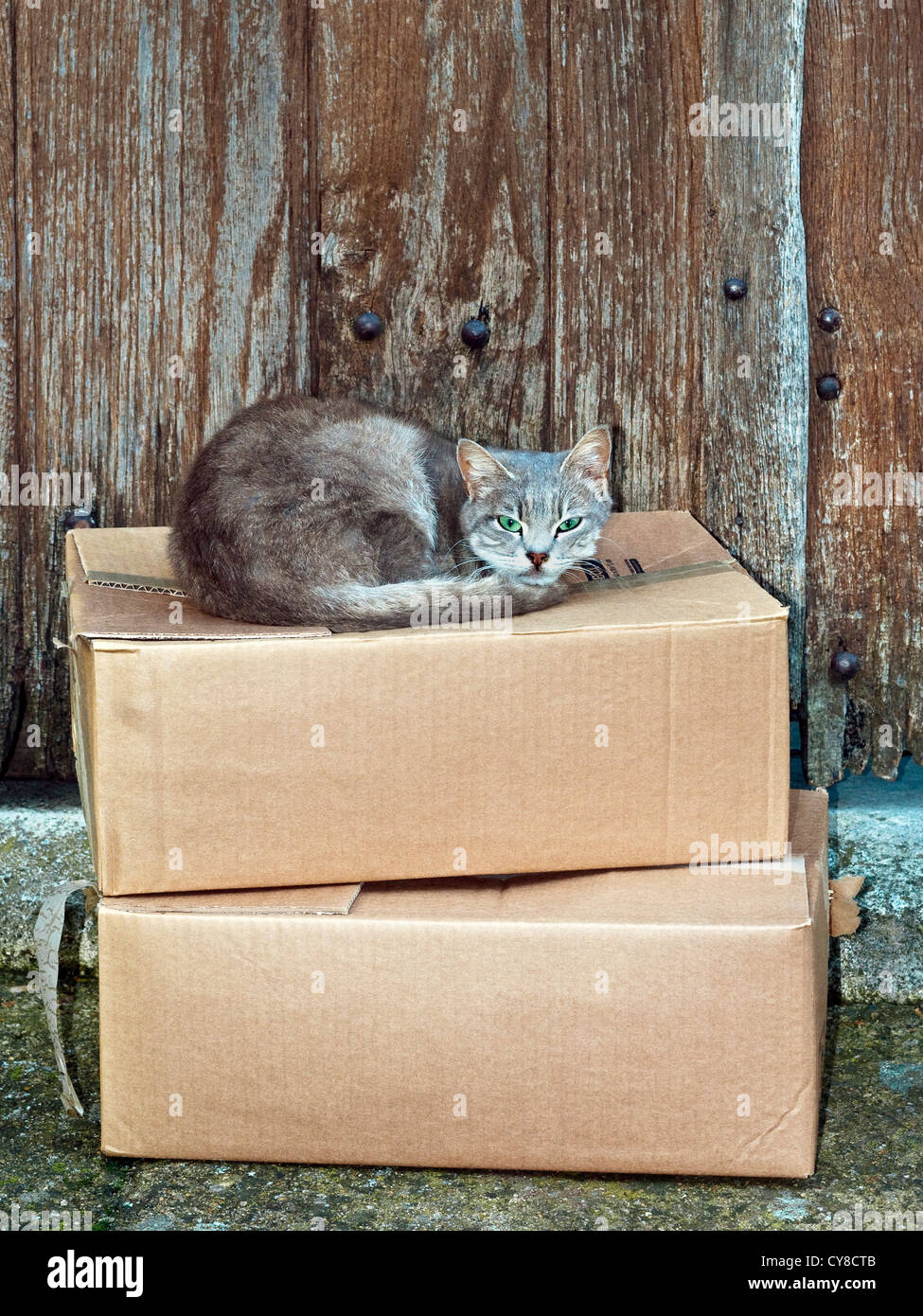 Cat sleeping on cardboard box - France. Stock Photo