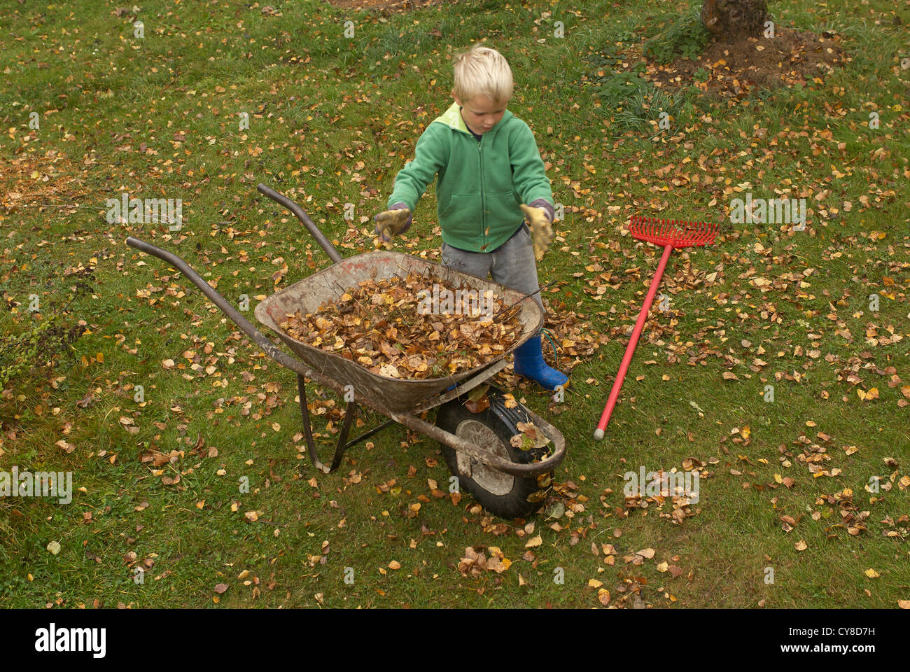 Child blond Boy 6 years old rakes up leaves in autumn garden Stock Photo