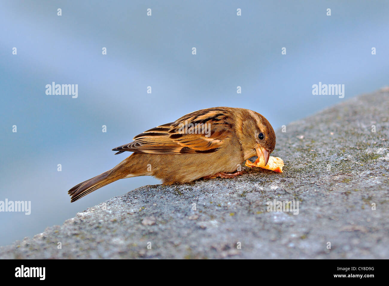 Small brown bird eating piece of crepe Stock Photo