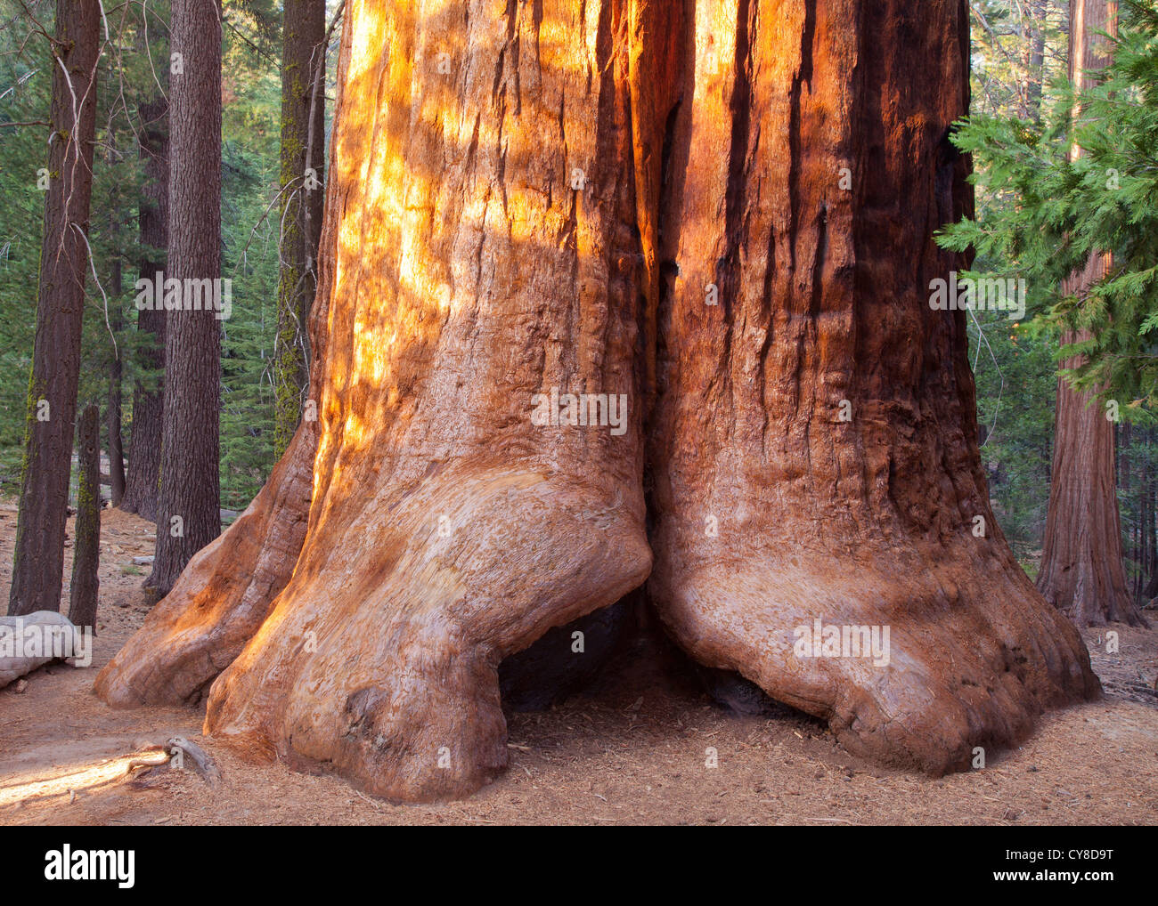 Giant Sequoia, Sequoiadendron giganteum, Long Meadow Grove Stock Photo