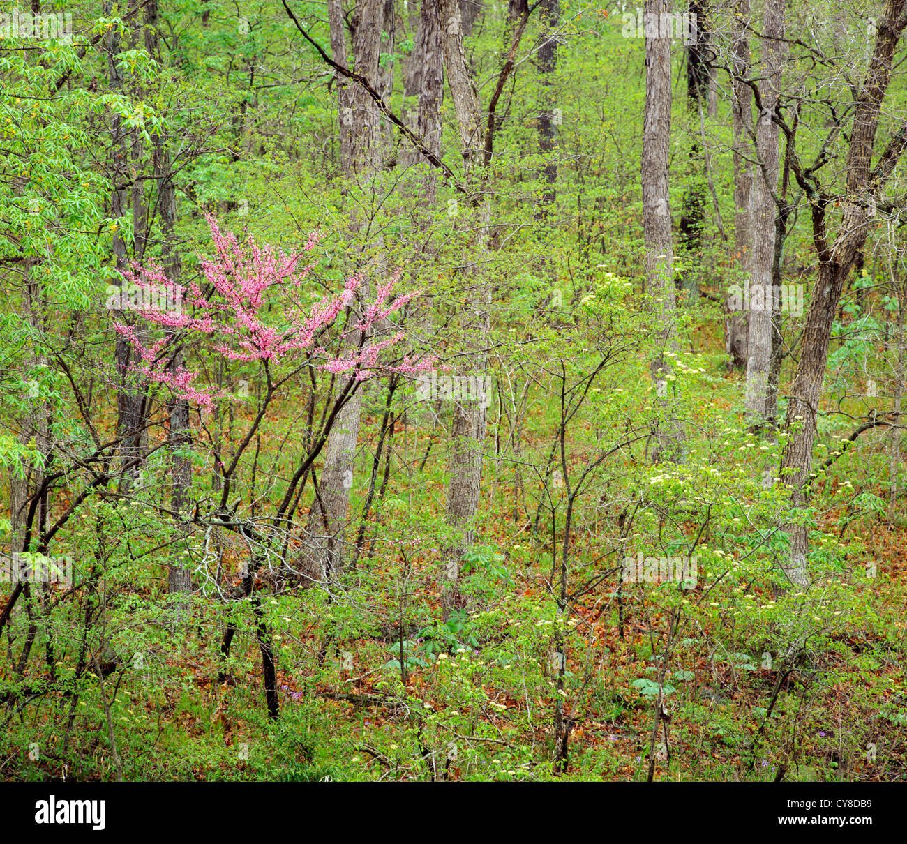 Eastern Redbud, Cercis canadensis, in deciduous forest Stock Photo