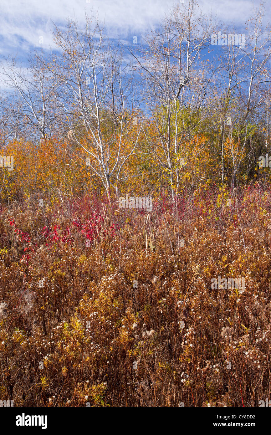 wetlands in autumn Stock Photo