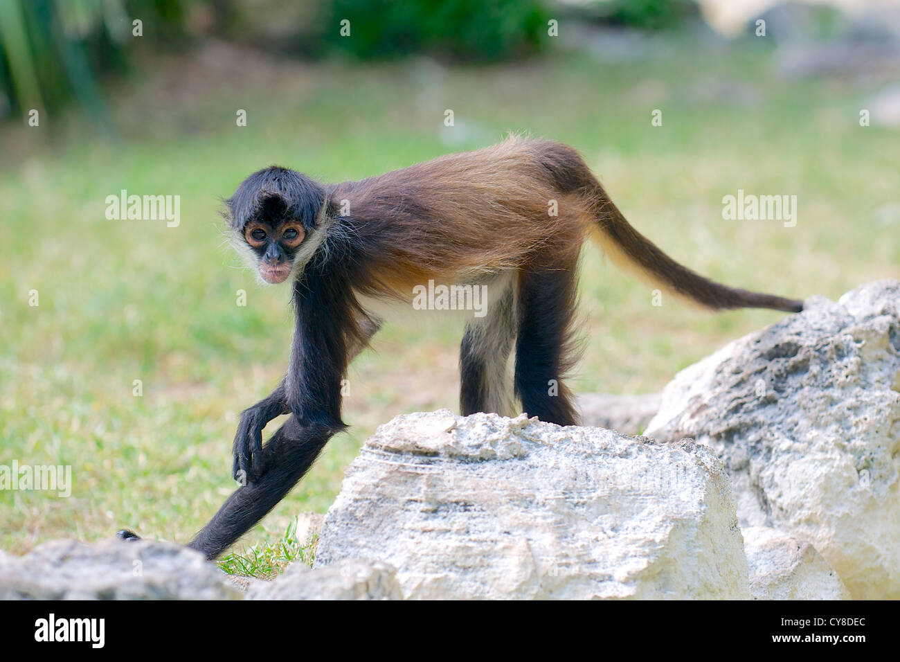 Spider monkey  ( Ateles geoffroyi ) Stock Photo