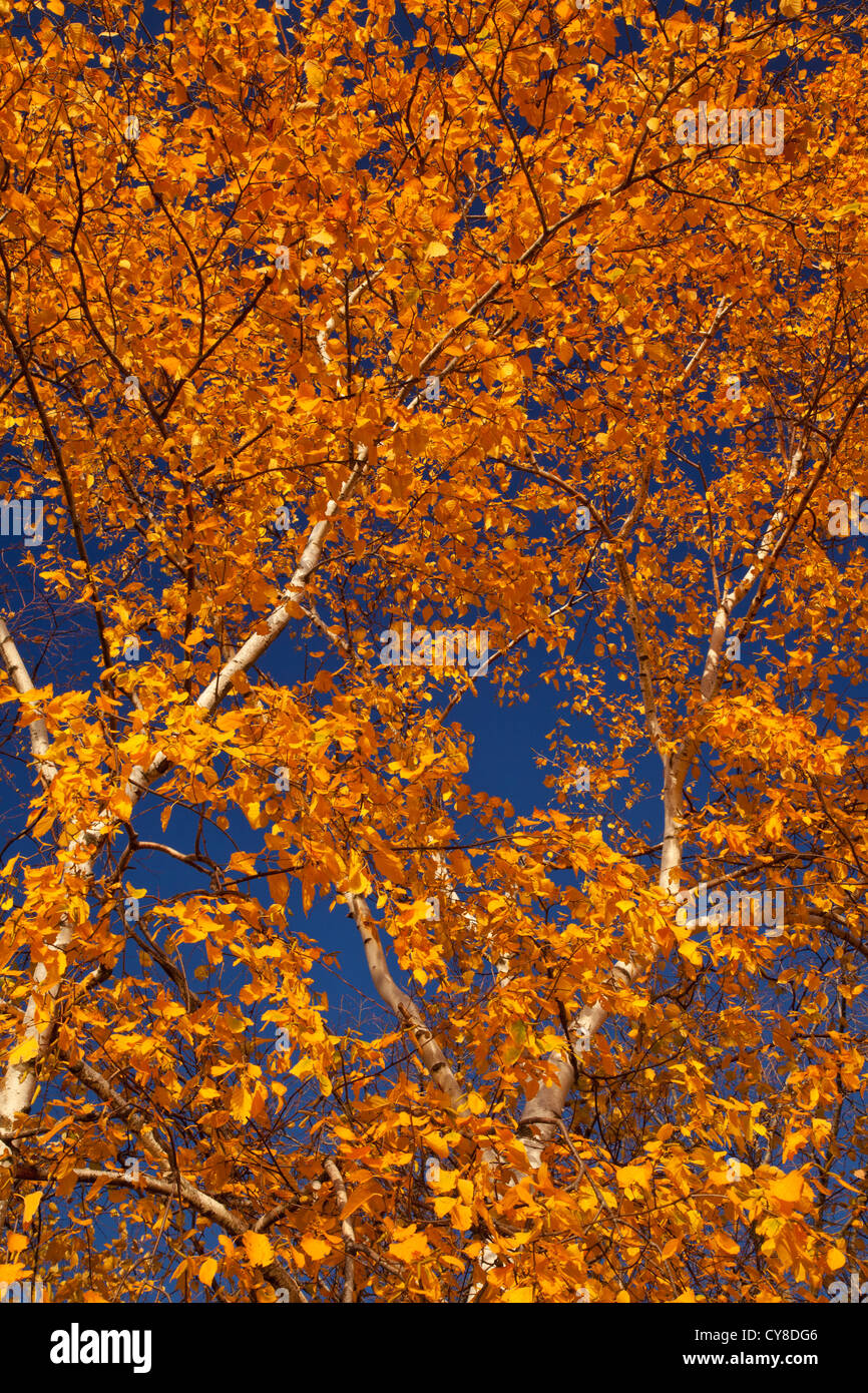 birch trees in autumn, Walworth County, Wisconsin Stock Photo