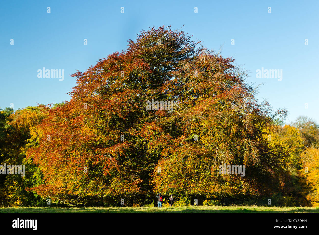 A large Maple tree showing brown, orange and yellow autumn colours on a sunny day Stock Photo
