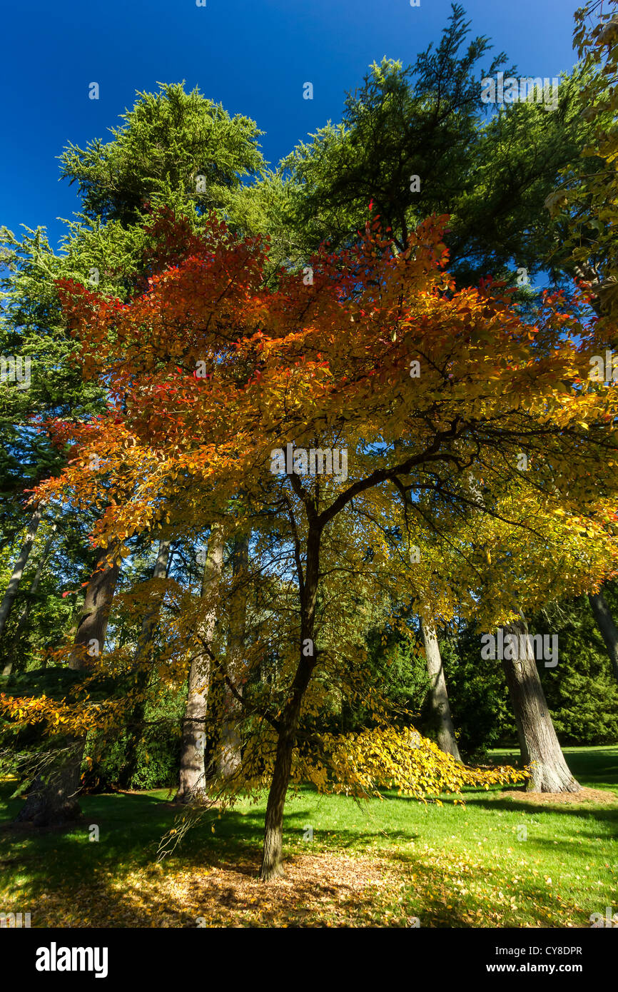 A maple tree displaying its full range of Fall colors Stock Photo