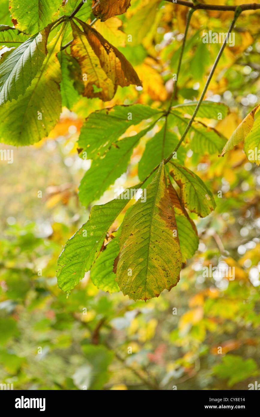 Leaves of Horse Chestnut tree Stock Photo Alamy