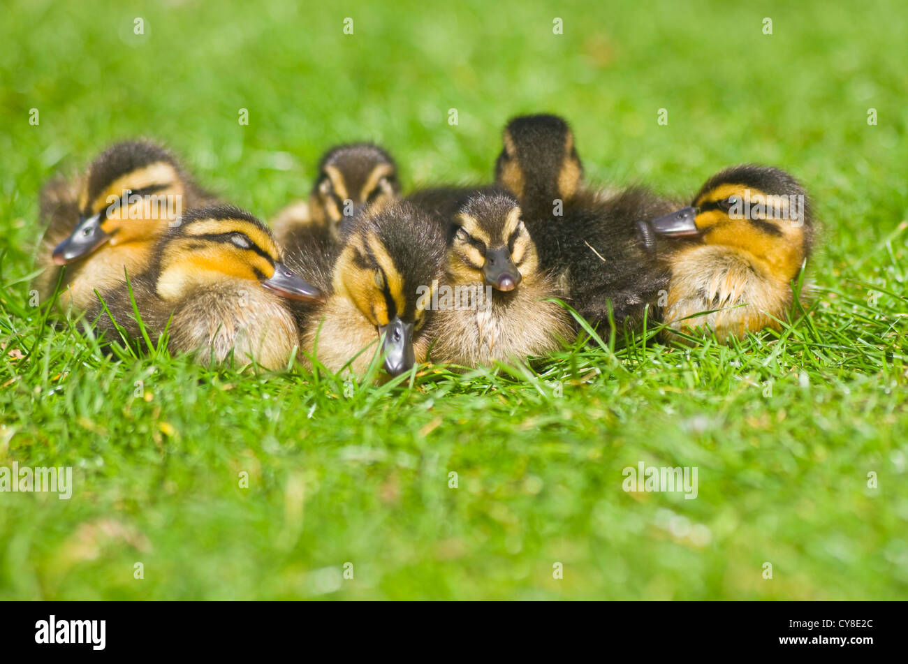 Cute Ducklings In The Morning Stock Photo - Download Image Now