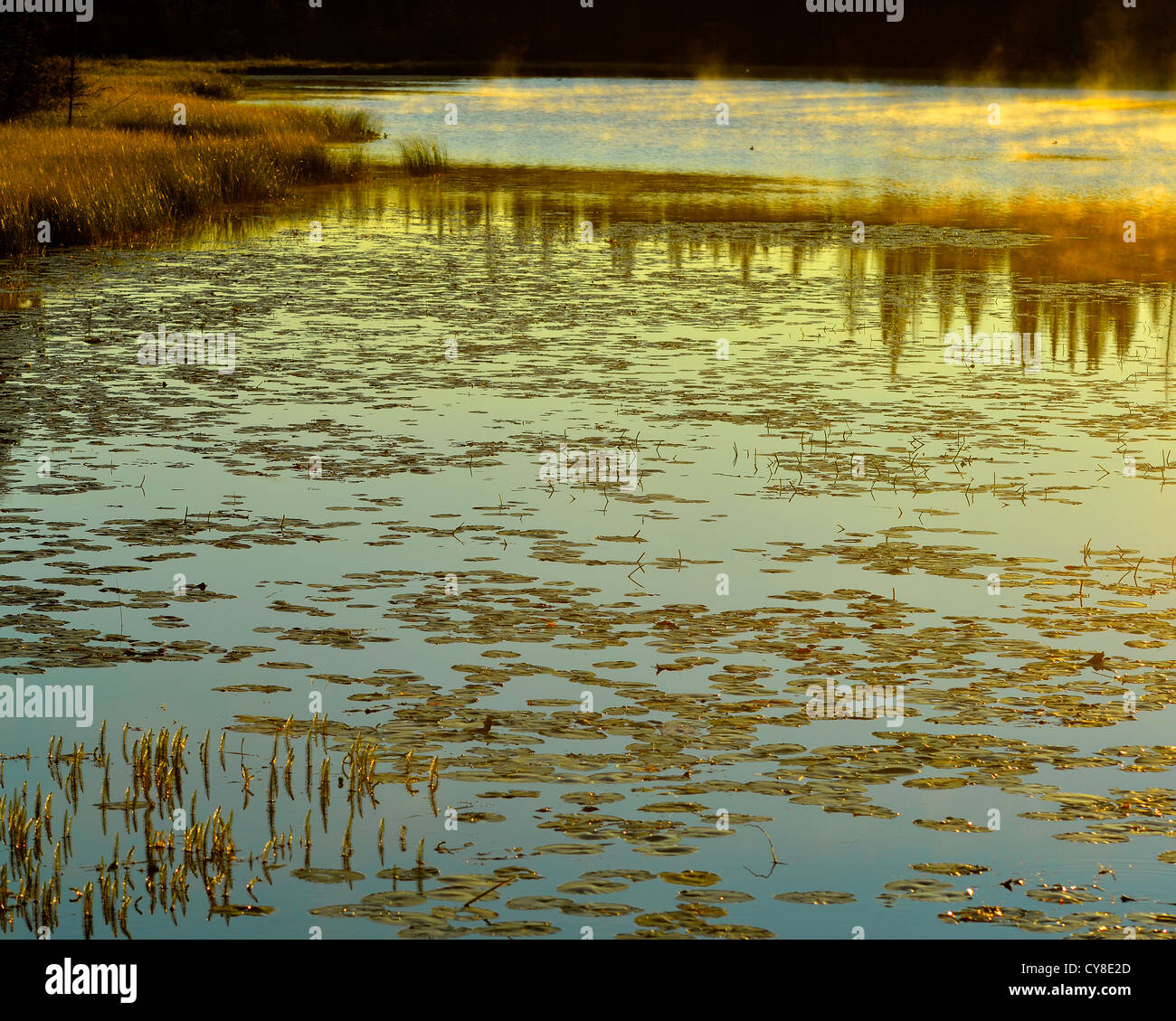 A summer landscape image of warm tone light on Maxwell Lake in Hinton