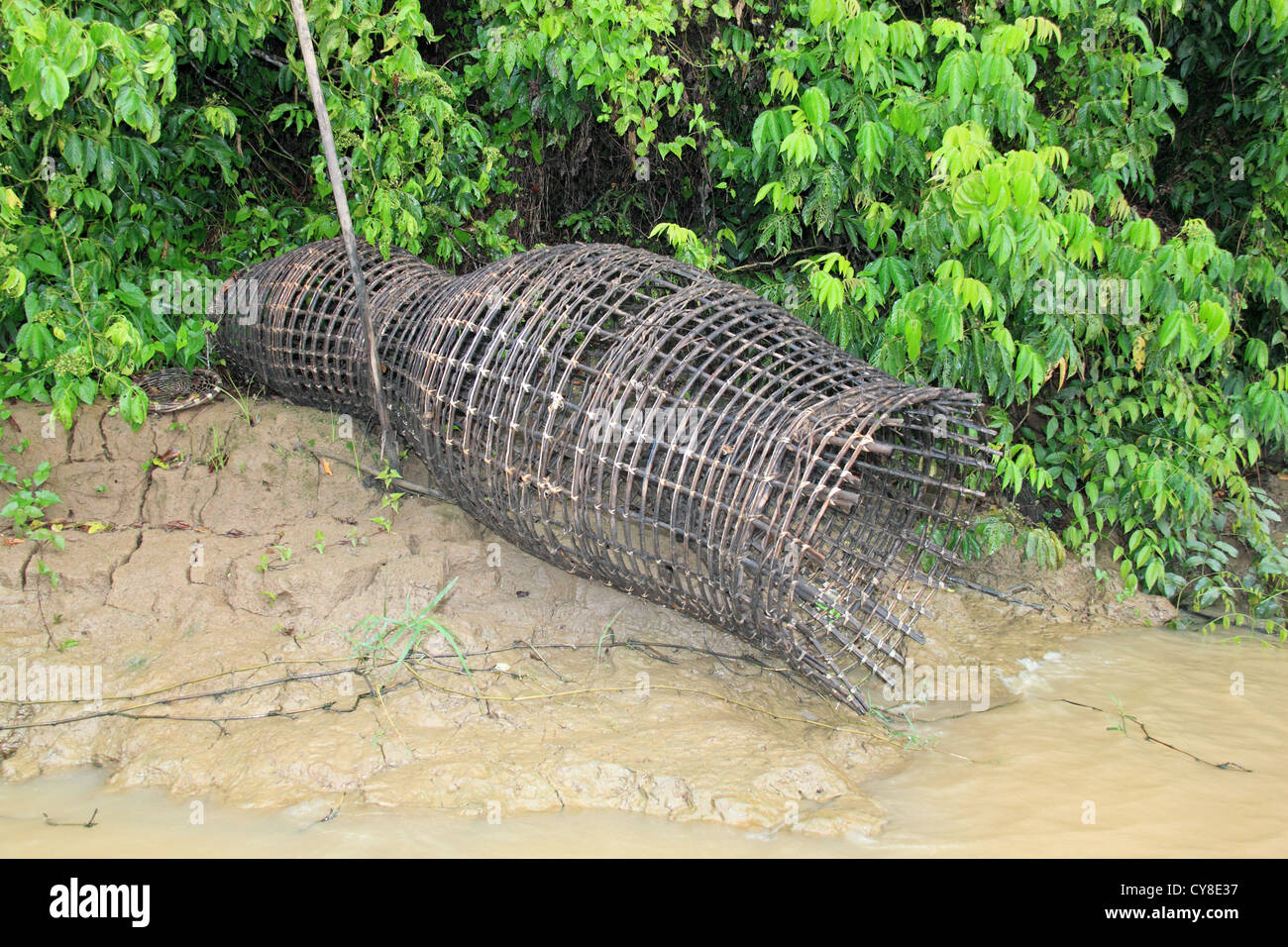 Traditional lure bait wicker fishing trap, Lower Kinabatangan