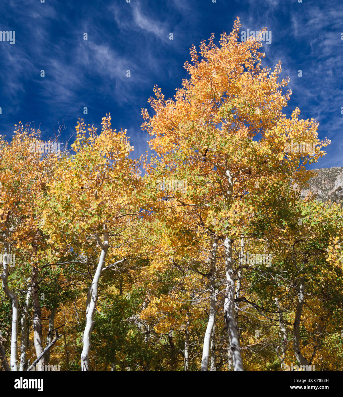 Wispy clouds above colorful trees in Lundy Canyon in the High Sierra in Northern California Stock Photo