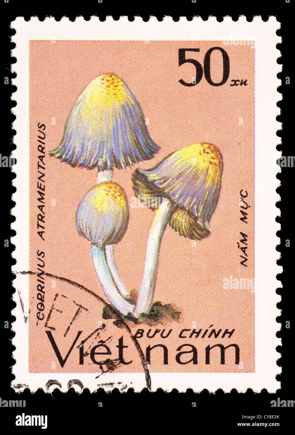 Postage stamp from Vietnam depicting ink cap mushrooms (Coprinus atramentarius) Stock Photo