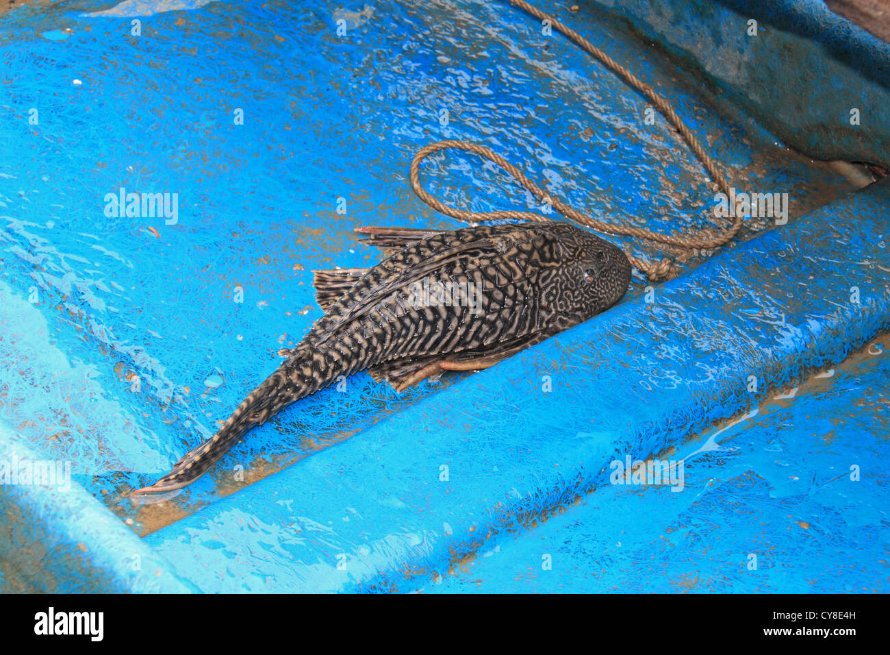 Janitor Fish caught in oxbow lake, Lower Kinabatangan River, Sandakan district, Sabah, Borneo, Malaysia, Southeast Asia Stock Photo