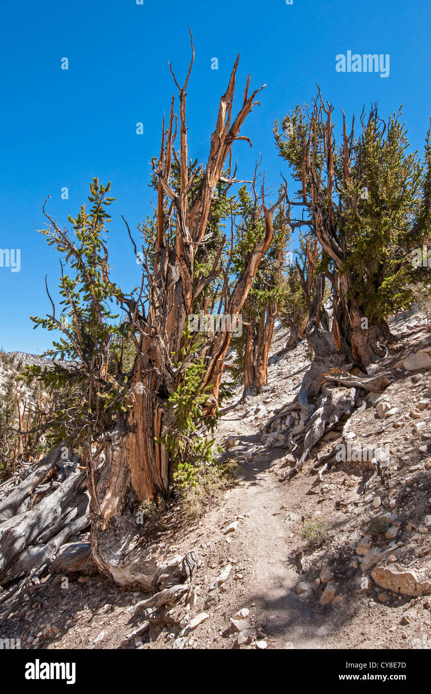 Dramatic view of the Ancient Bristlecone Pine Forest. Stock Photo