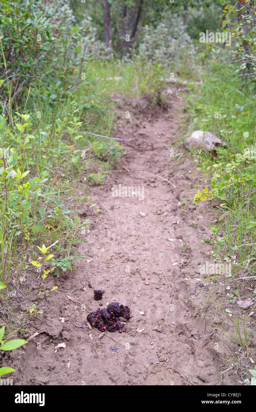 Coyote feces on a trail. Stock Photo