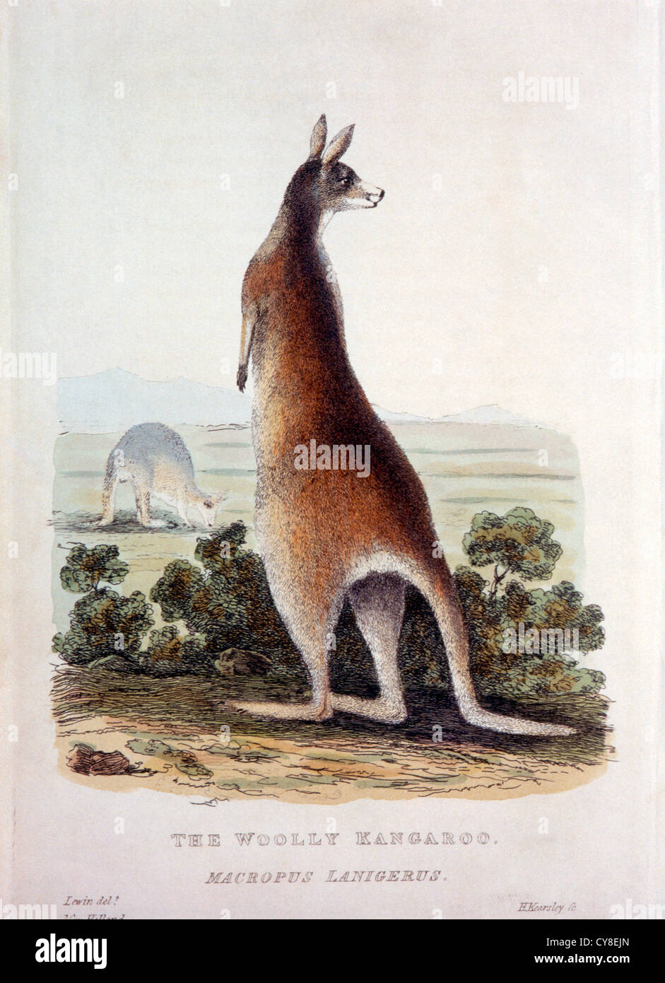 Woolly Kangaroo, Macropus Ianigerus, Hand-Colored Engraving, Circa 1827 Stock Photo