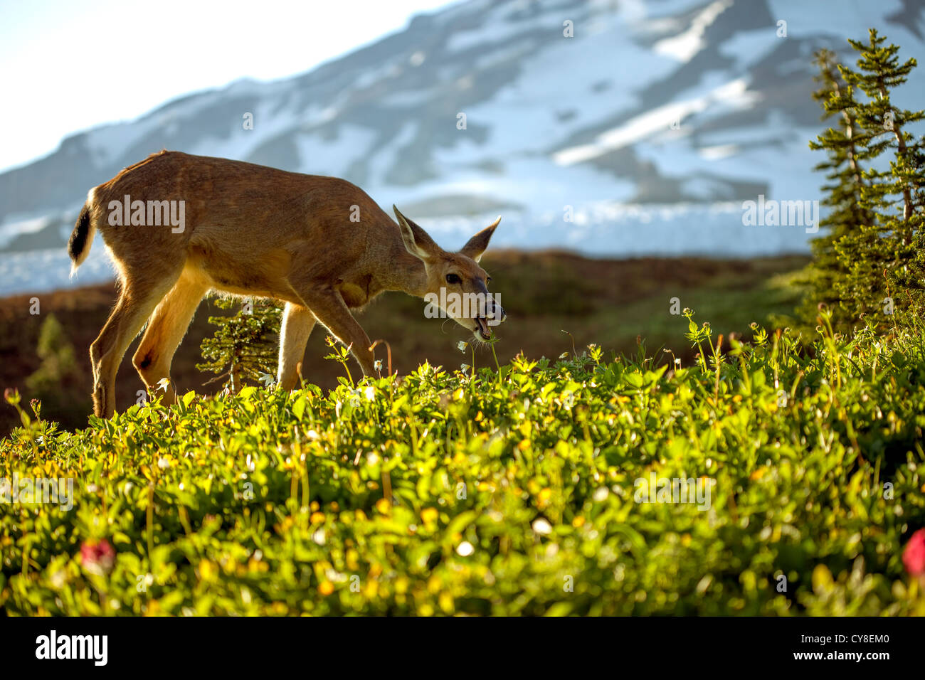 Deer eating wildflowers Stock Photo Alamy