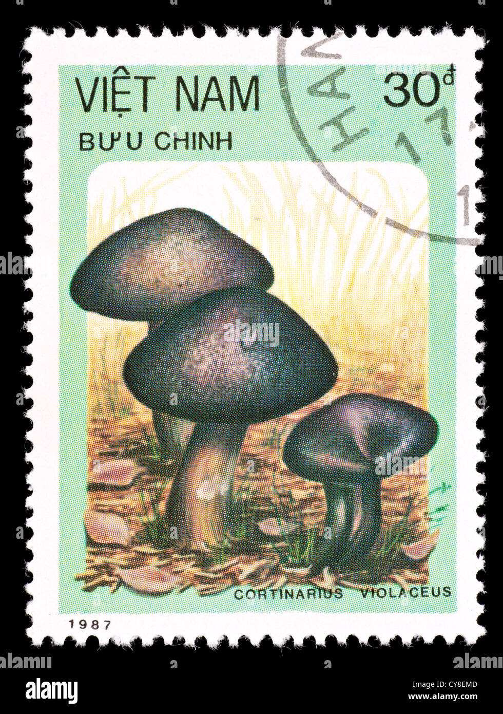 Postage stamp from Vietnam depicting  a violet webcap mushroom (Cortinarius violaceus) Stock Photo