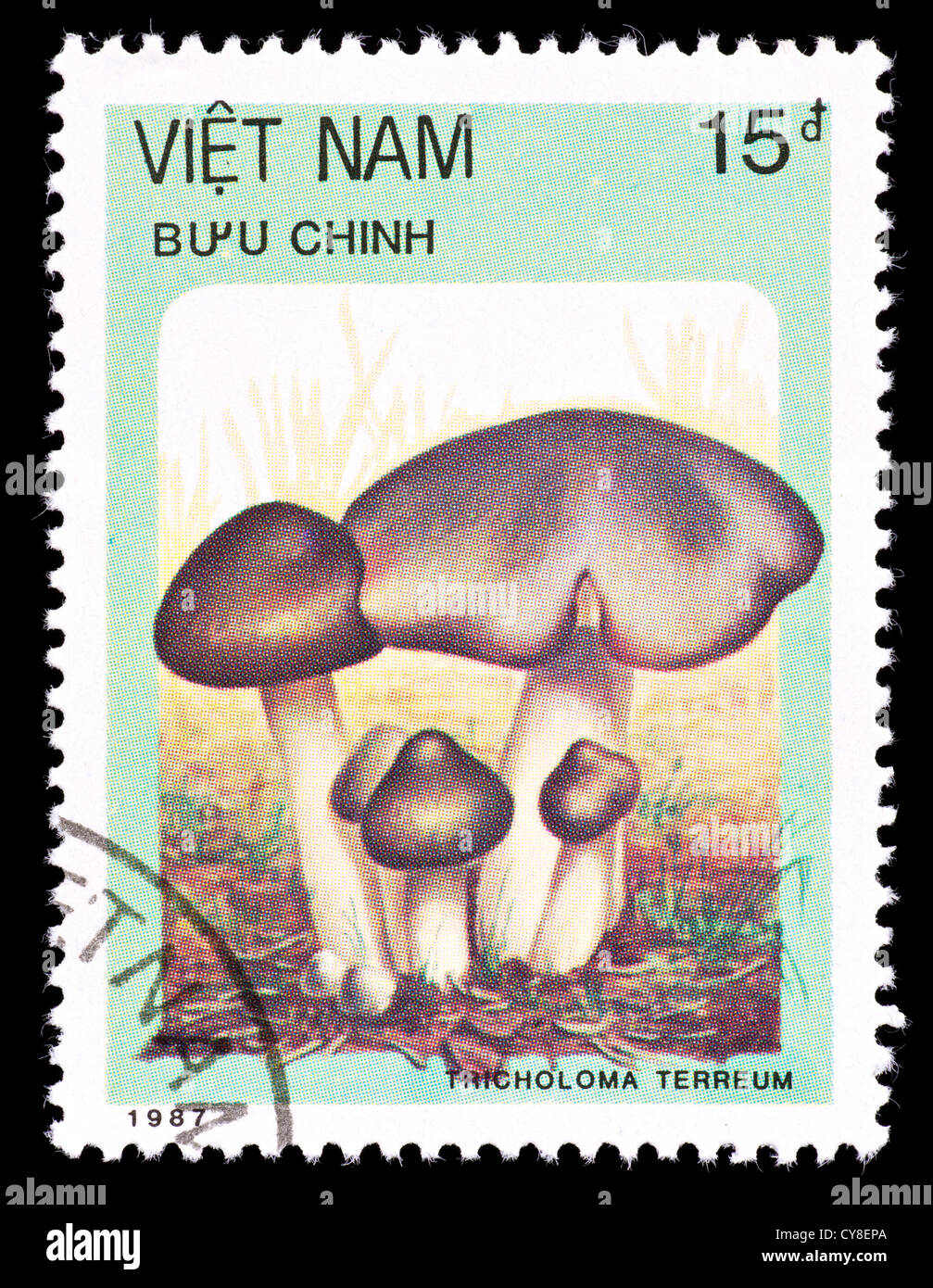 Postage stamp from Benin depicting a grey knight or dirty tricholoma mushroom (Tricholma terreum) Stock Photo