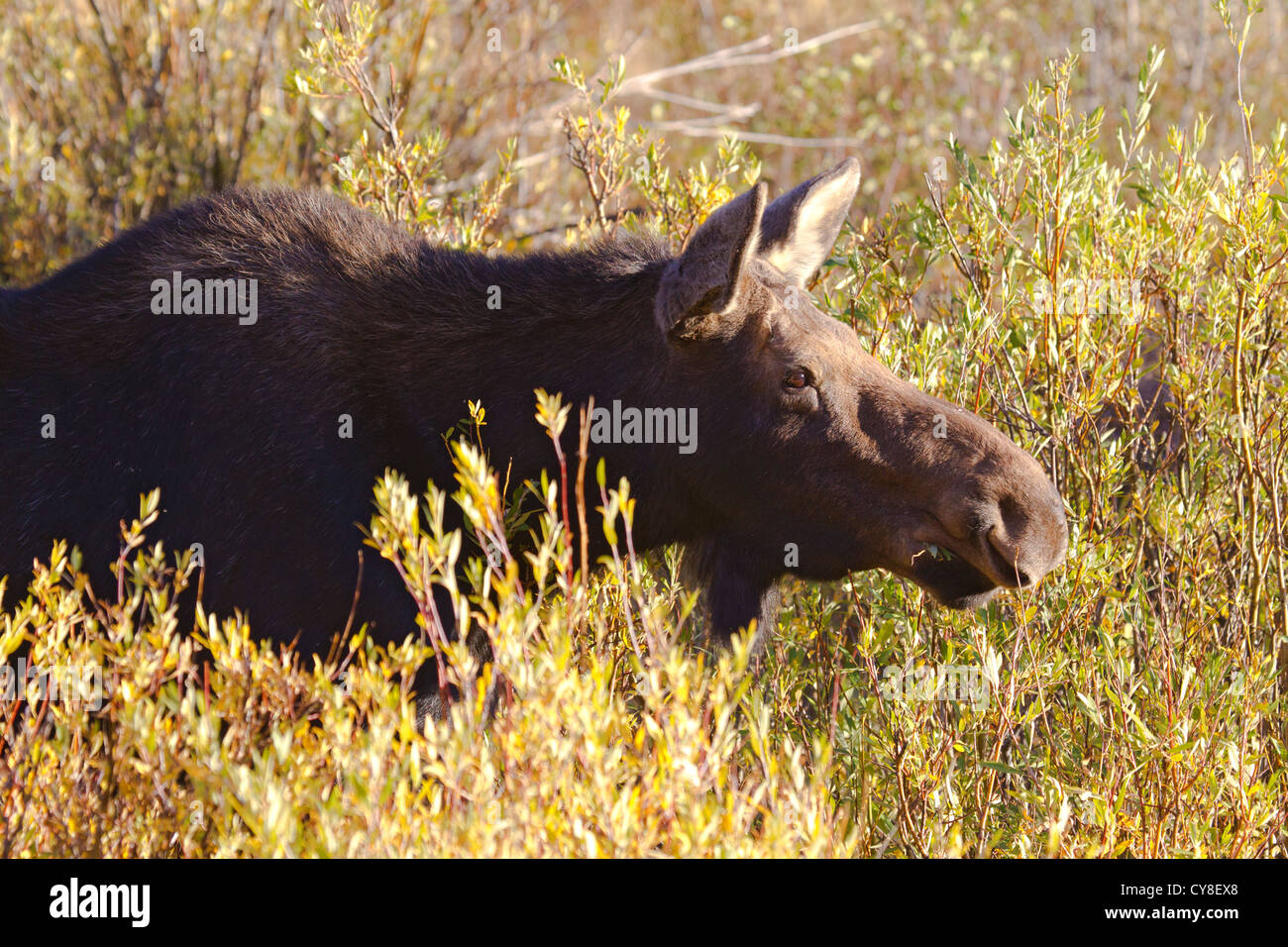 Moose Cow Browsing Stock Photo