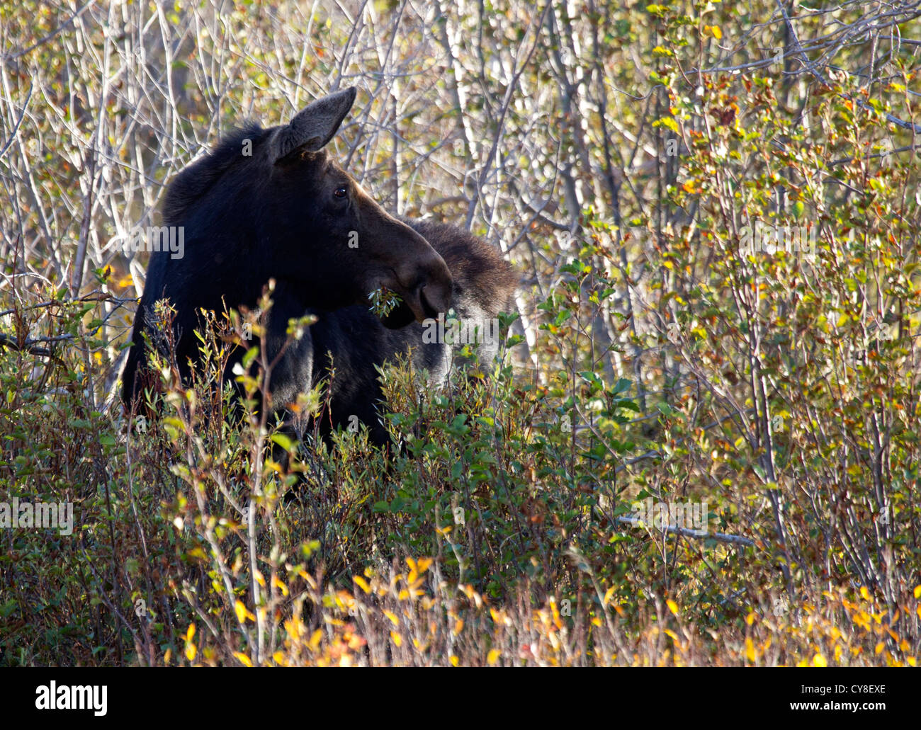 Moose Cow Browsing Stock Photo