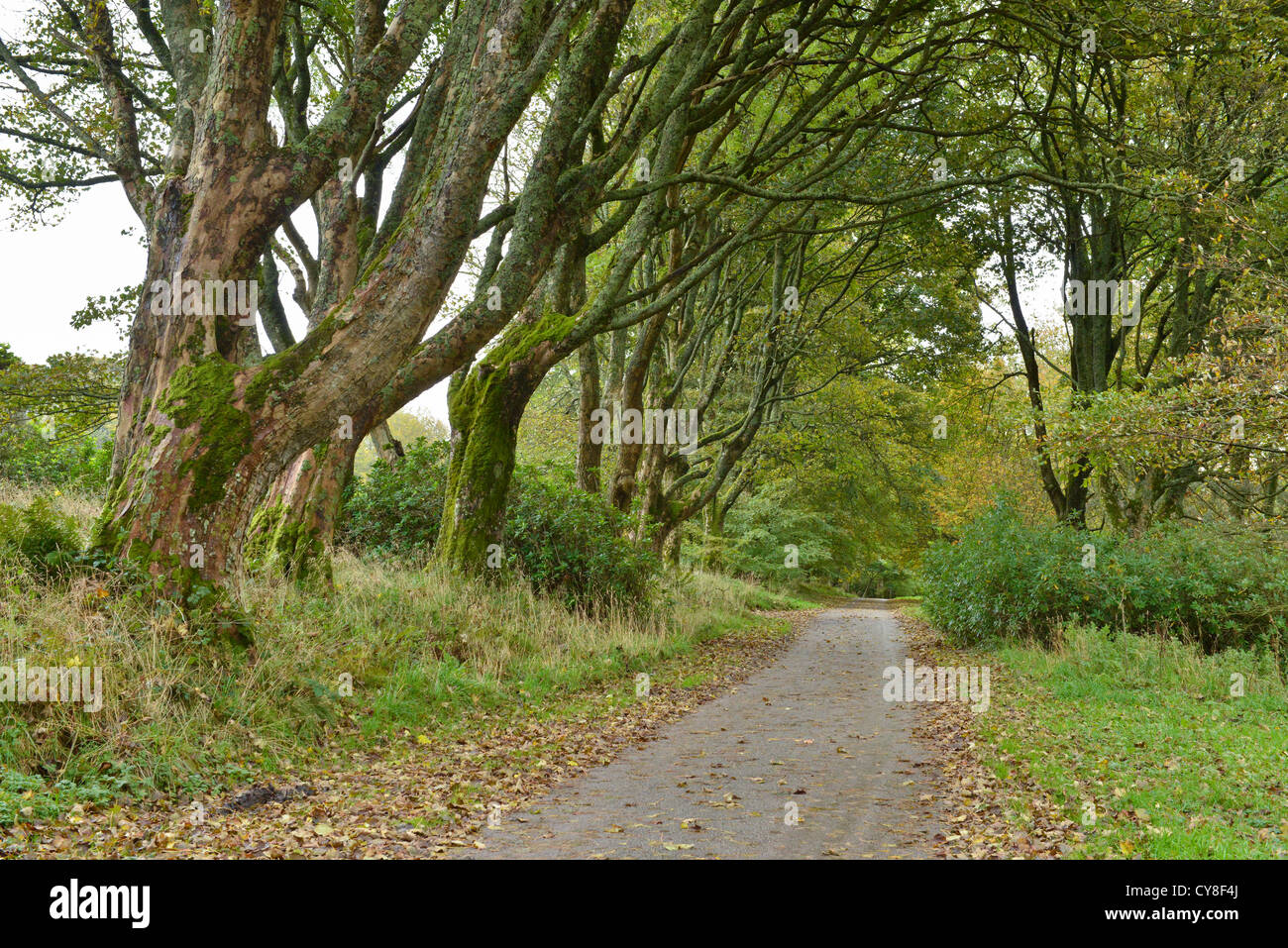 Autumn and leaves falling from trees overhanging country road. Kintyre peninsula, Scotland Stock Photo