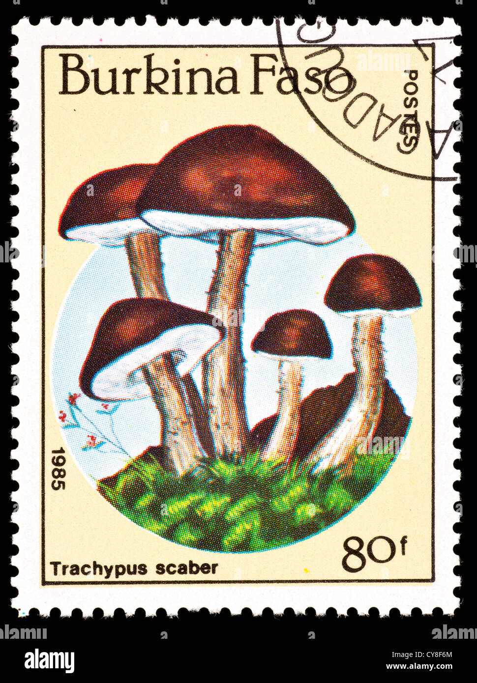 Postage stamp from Burkina Faso depicting mushrooms (Trachypus scaber) Stock Photo
