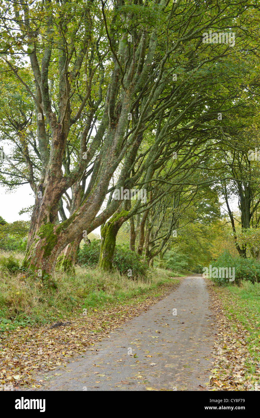 Autumn and leaves falling from trees overhanging country road. Kintyre peninsula, Scotland Stock Photo