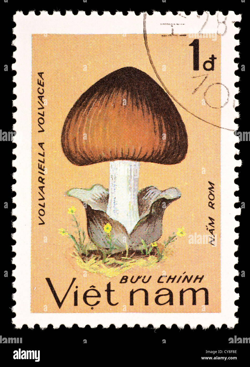 Postage stamp from Vietnam depicting a mushroom (Volvariella volvacea) Stock Photo