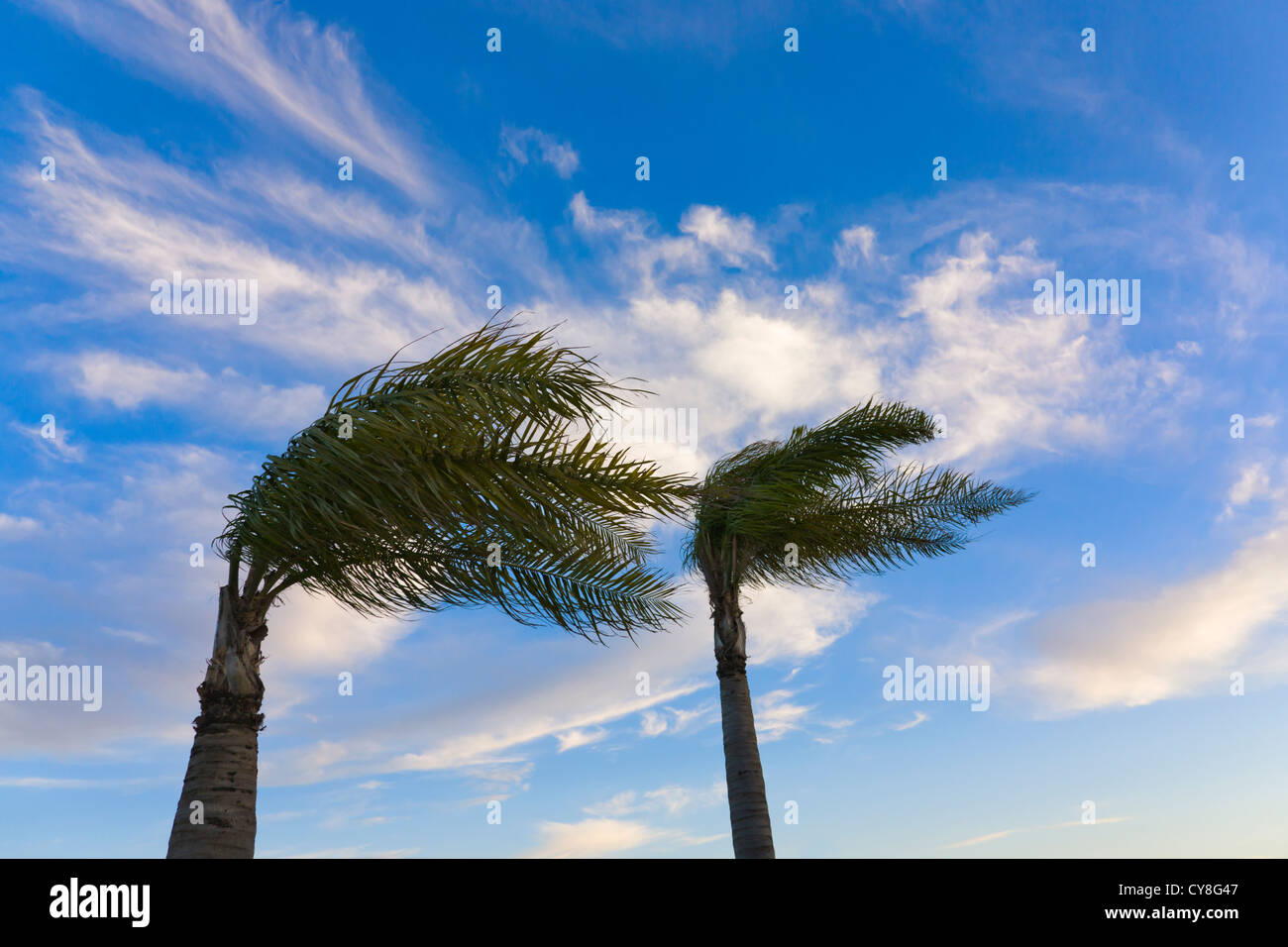 Wind blowing palm trees, Fes, Morocco Stock Photo Alamy
