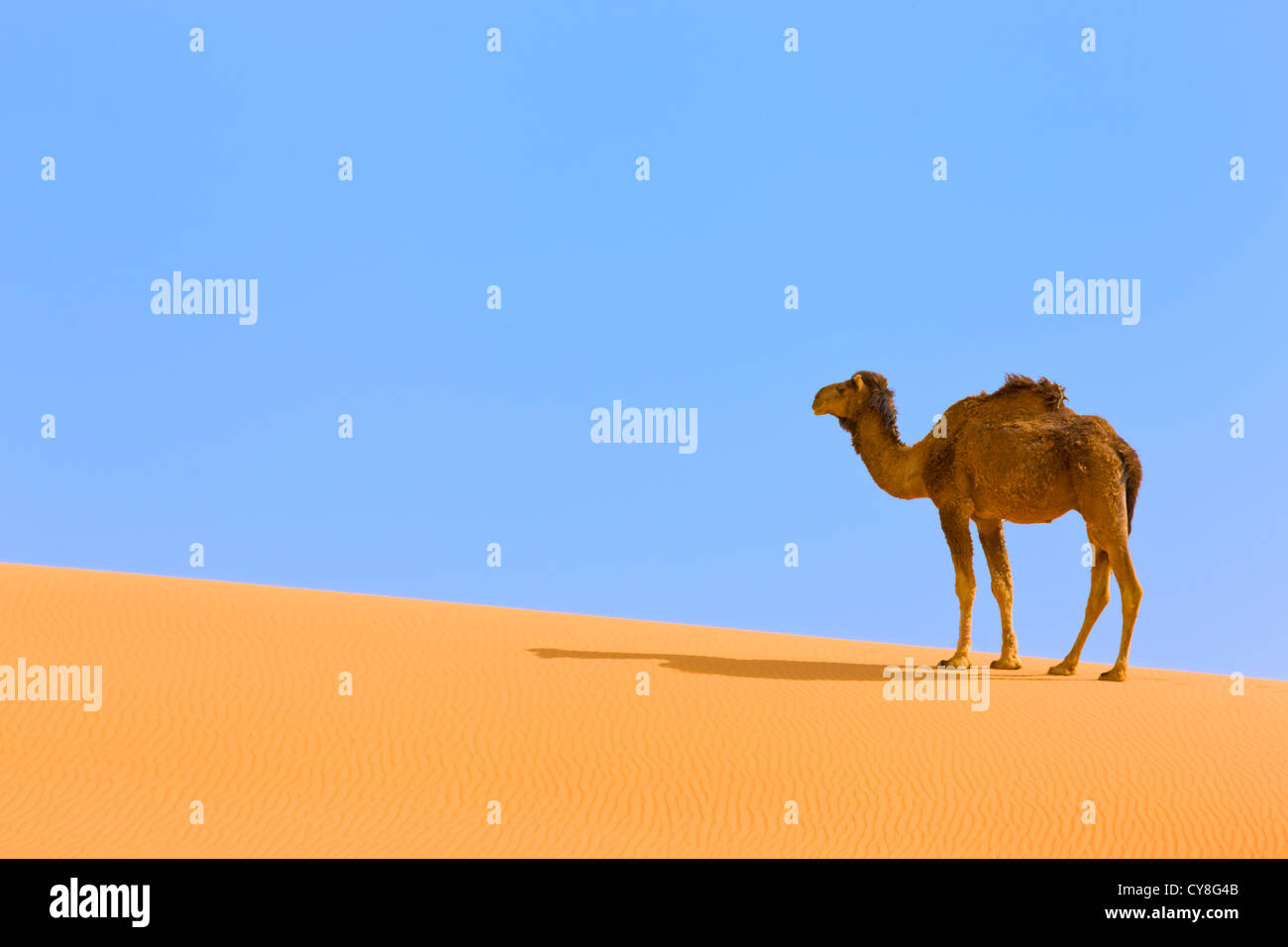 Camel with sand dune in Sahara Desert, Erg Chebbi, Morocco Stock Photo