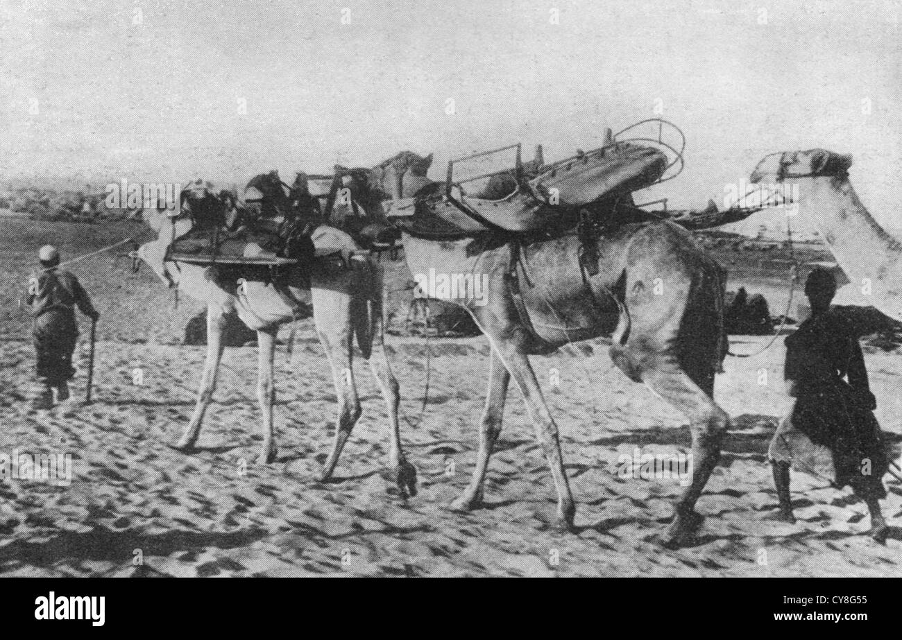 Camels fitted to be ambulances during World War I Stock Photo
