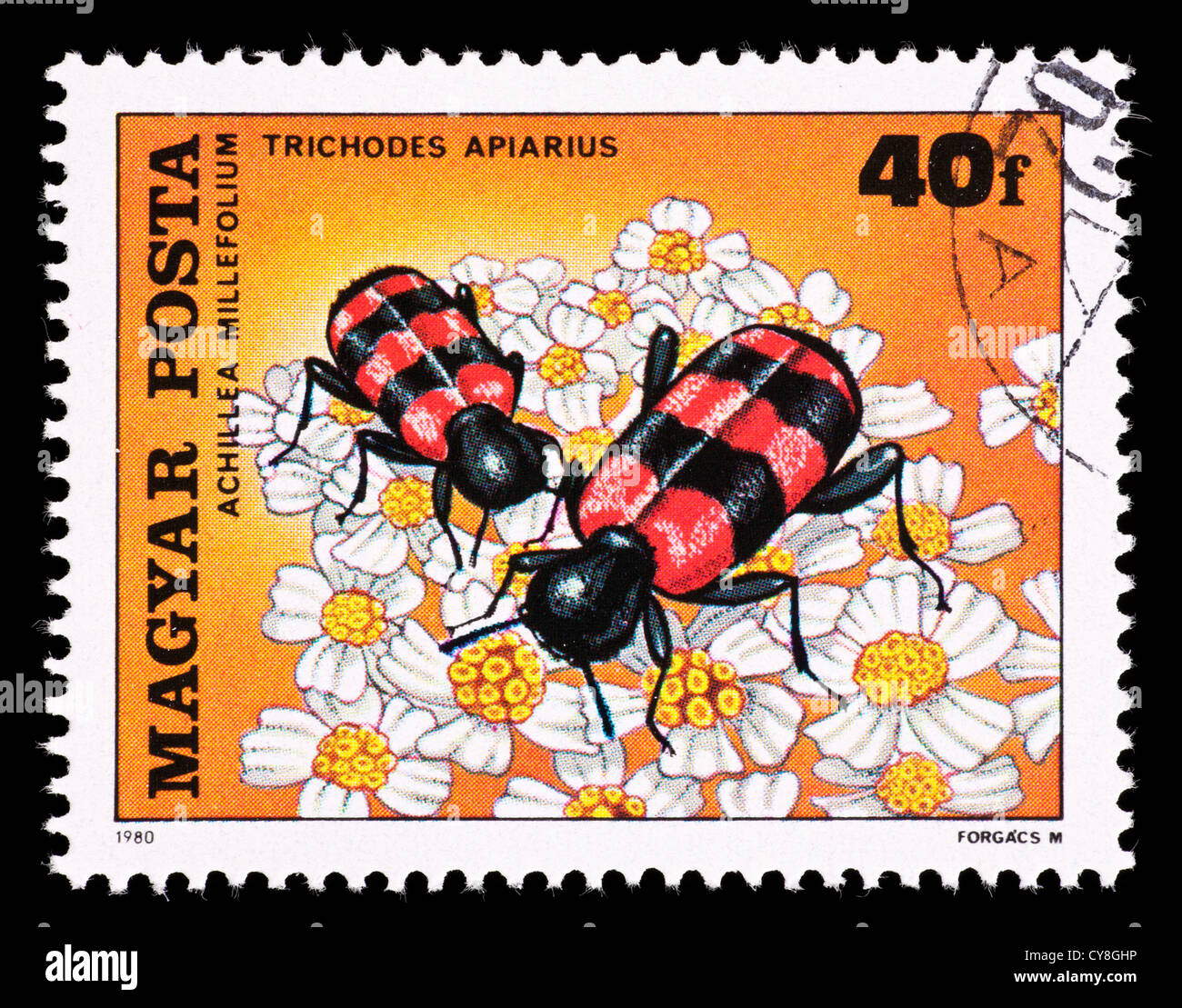 Postage stamp from Hungary depicting flower beetles (trichodes apiarius ...